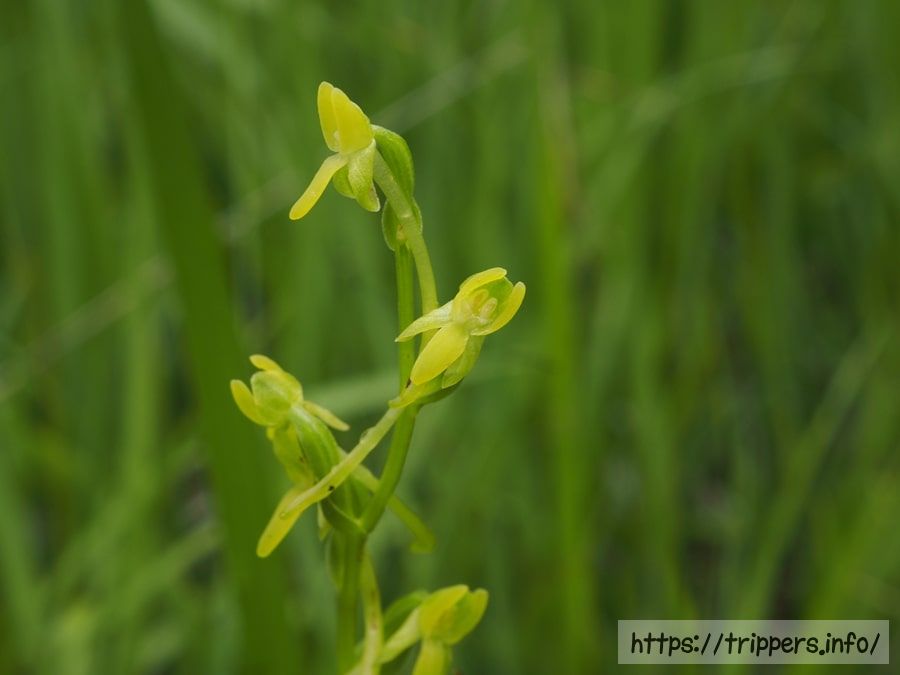 ホソバノキソチドリ