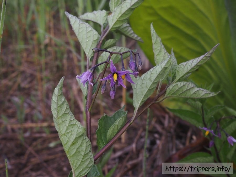 オオマルバノホロシ