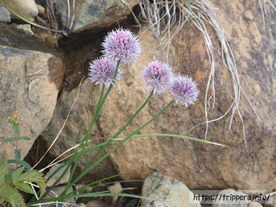 シブツアサツキ