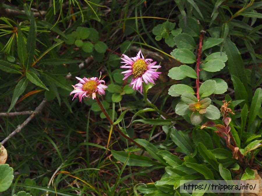 ジョウシュウアズマギク
