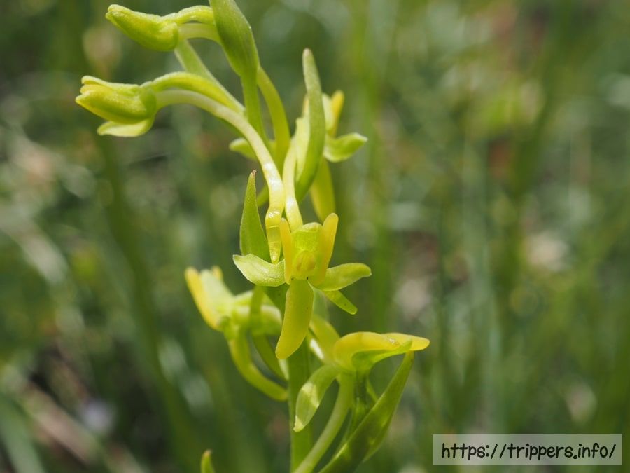 ホソバノキソチドリ