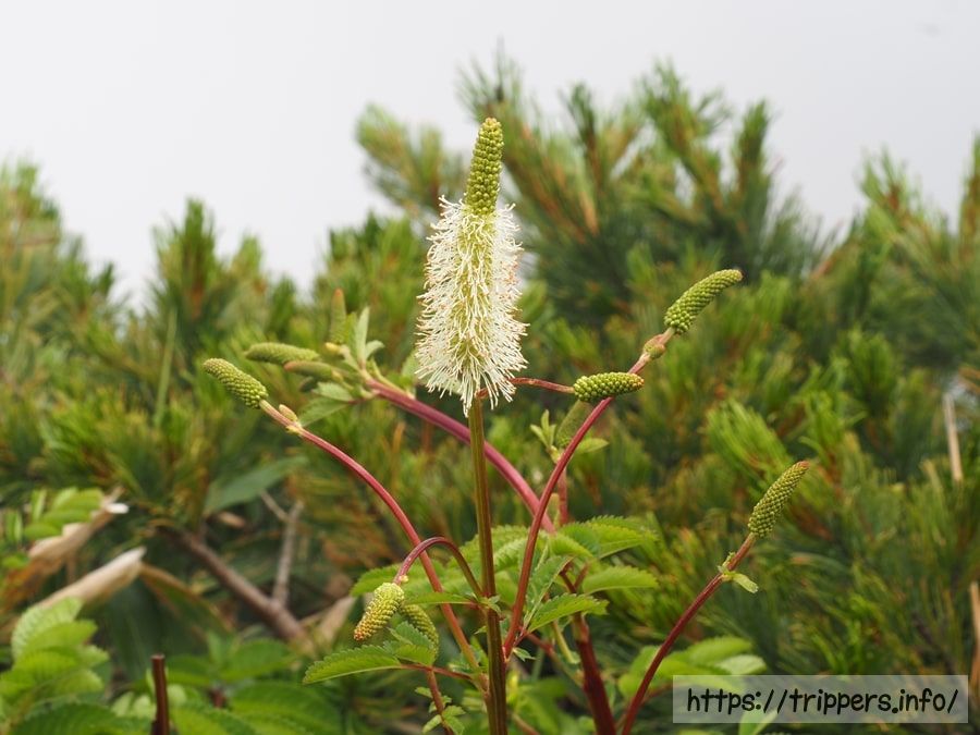タカネトウウチソウ