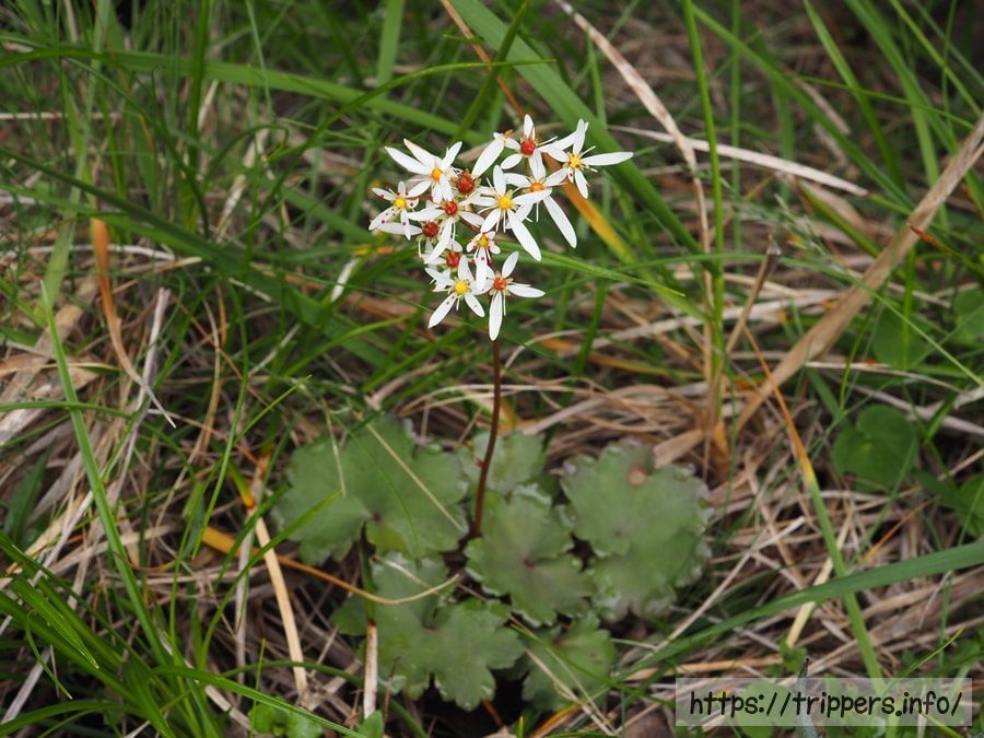 ウラベニダイモンジソウ
