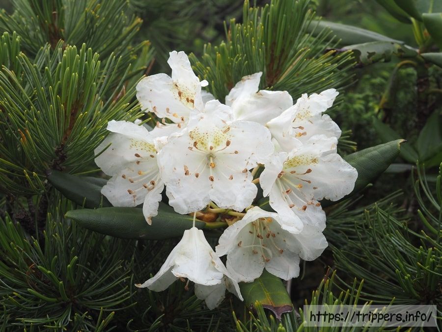 ハクサンシャクナゲ