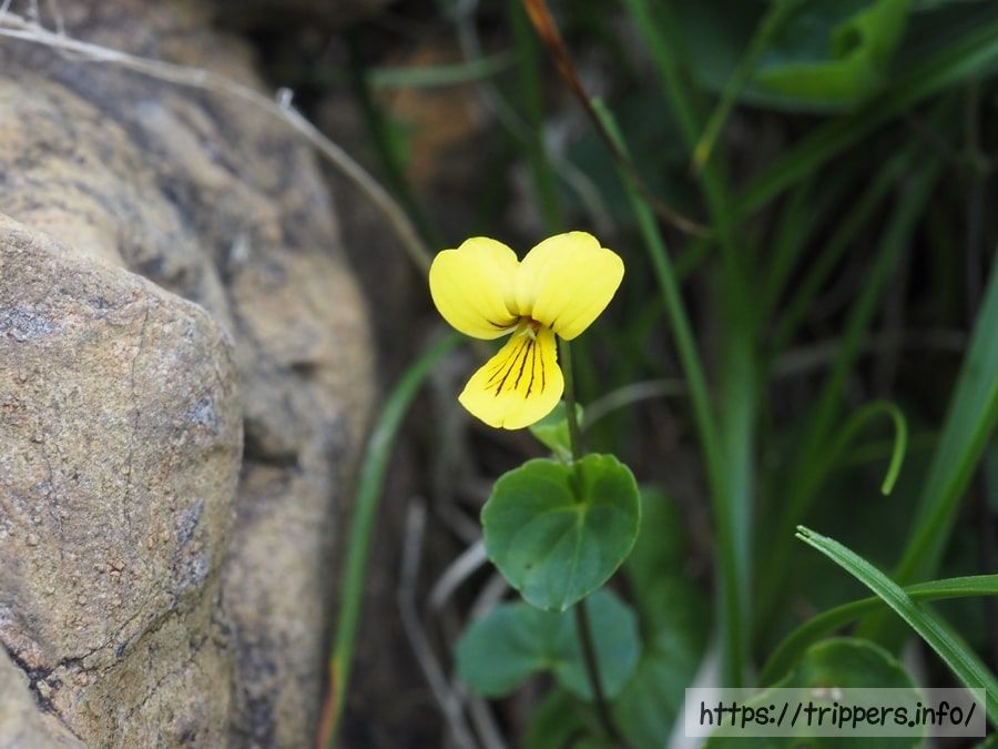 ジョウエツキバナノコマノツメ