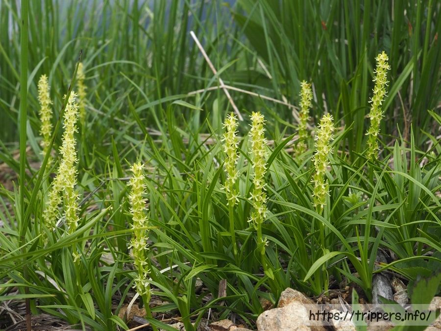 オゼソウの群生地