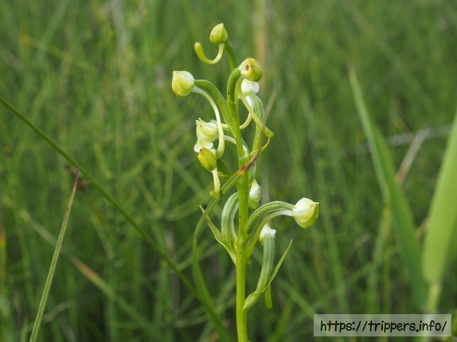 オゼノサワトンボ