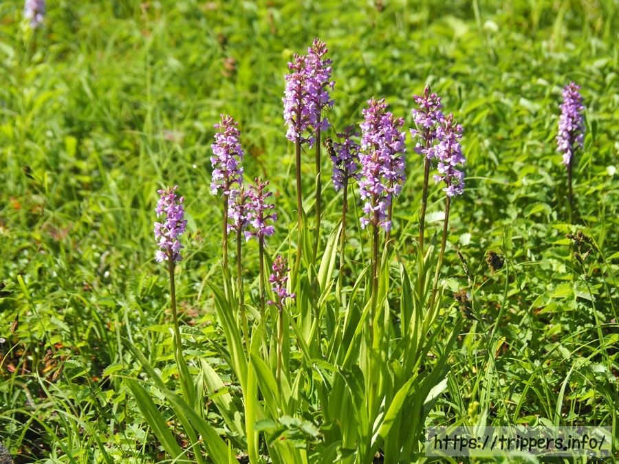 テガタチドリの群生