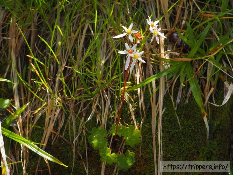 ミヤマダイモンジソウ