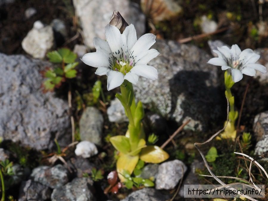 タテヤマリンドウ
