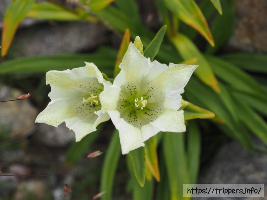 トウヤクリンドウ