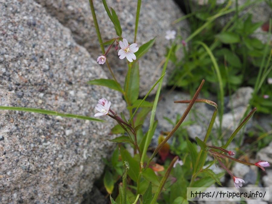 ミヤマアカバナ
