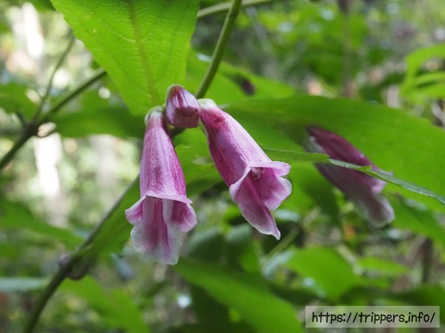 タニジャコウソウ