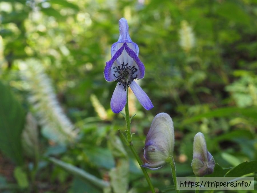 ヤマトリカブト