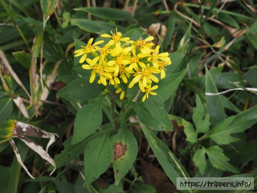 アキノキリンソウ