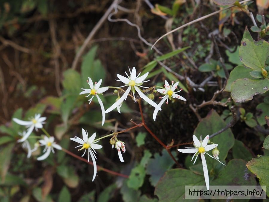 ダイモンジソウ