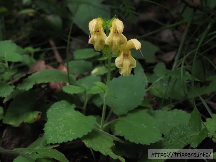 キバナアキギリ