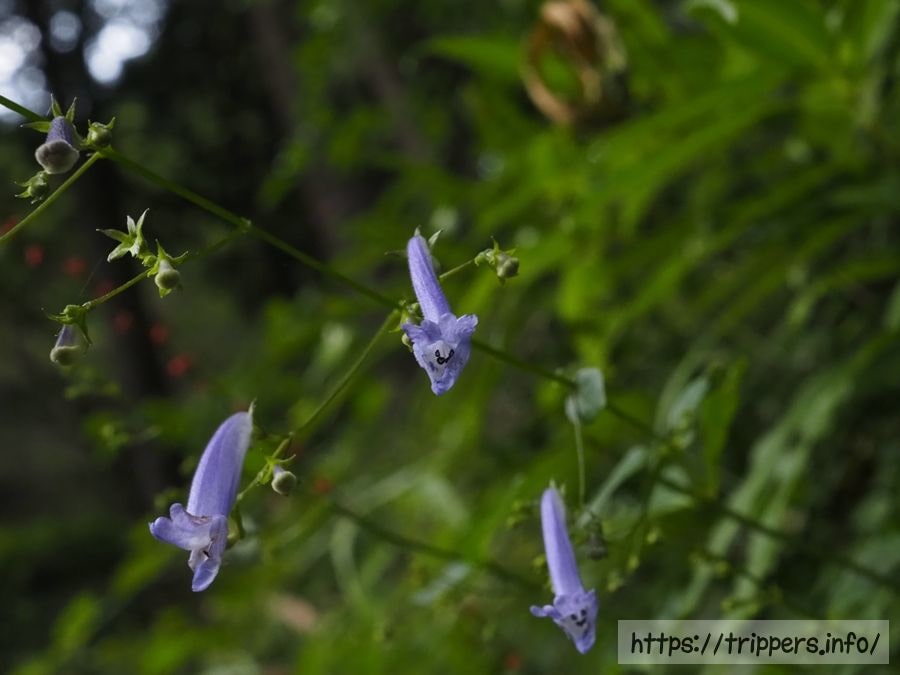 セキヤノアキチョウジ