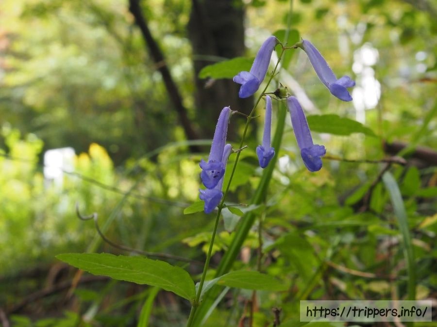 セキヤノアキチョウジ