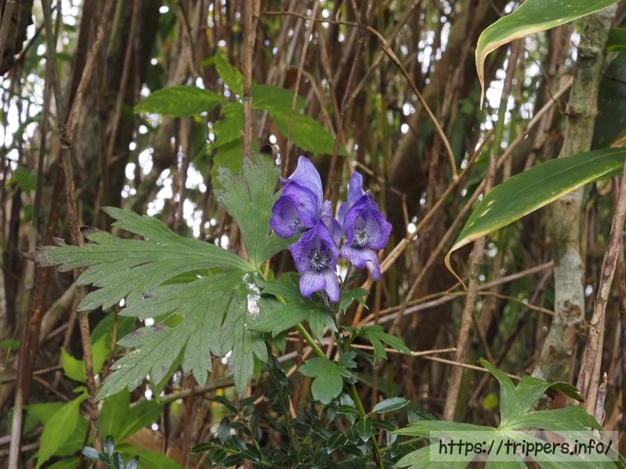 ハコネトリカブト