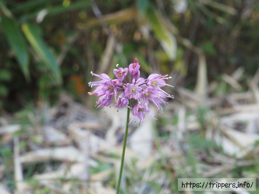 ヤマラッキョウ