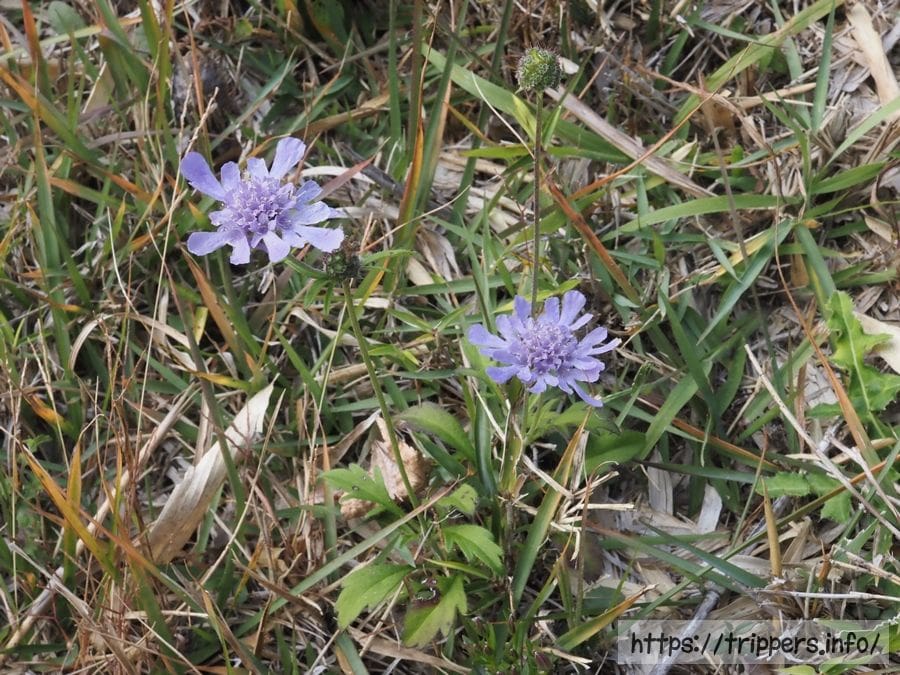 アシタカマツムシソウ