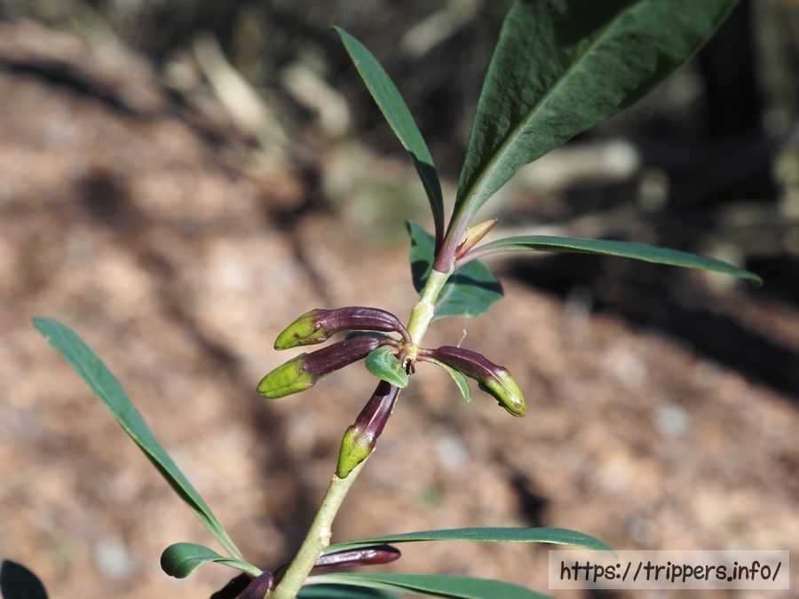 ムラサキオニシバリ