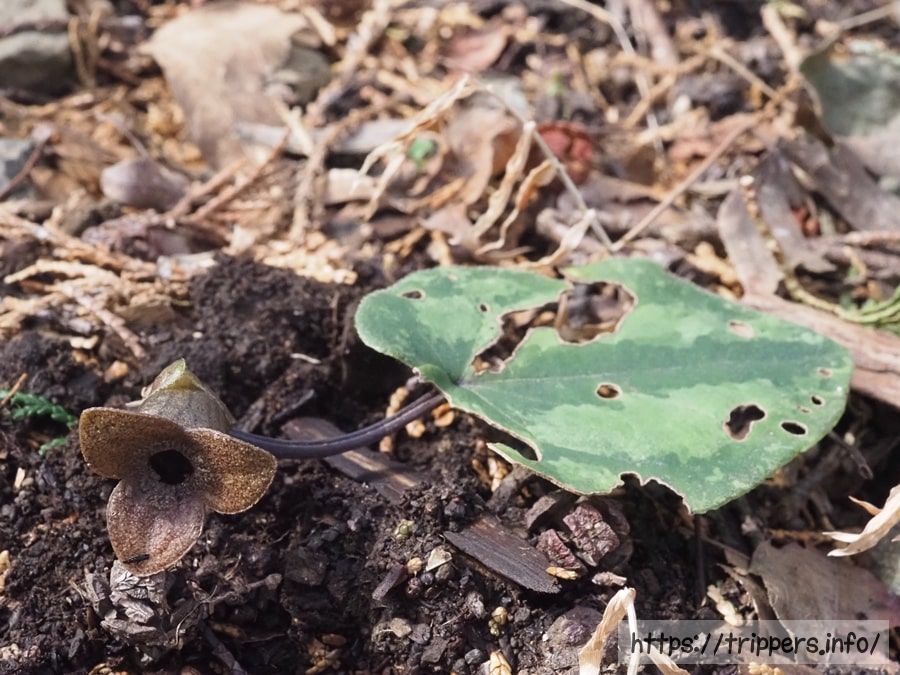 カントウカンアオイ
