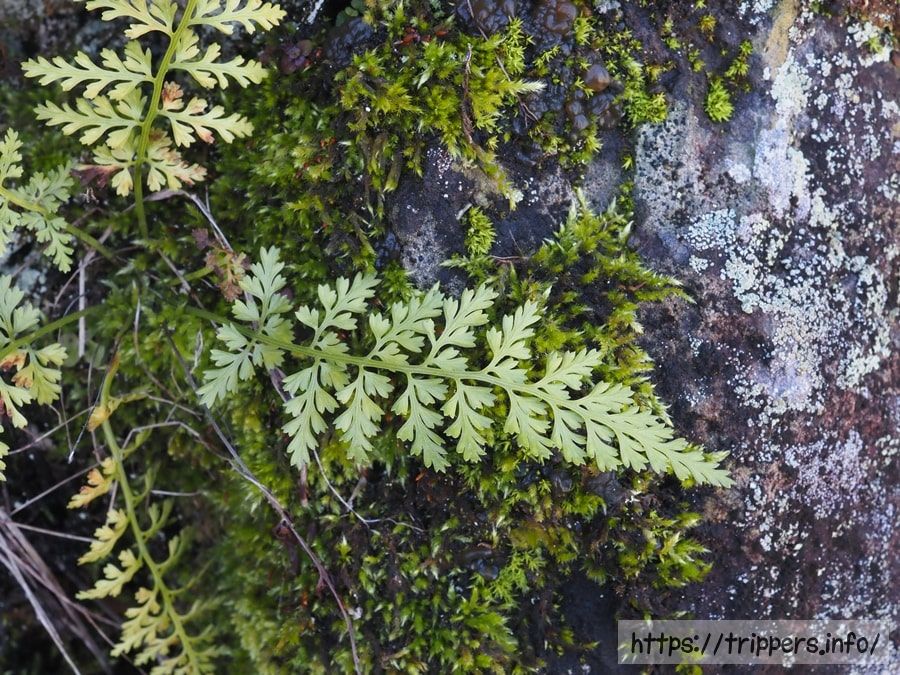 コバノヒノキシダ