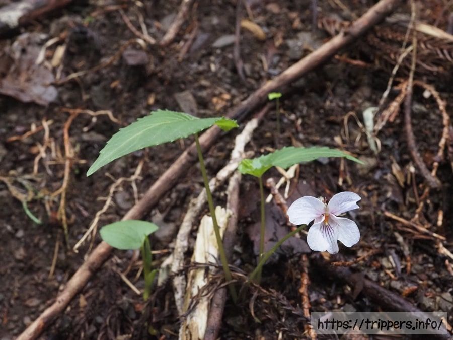 ナガバノスミレサイシン