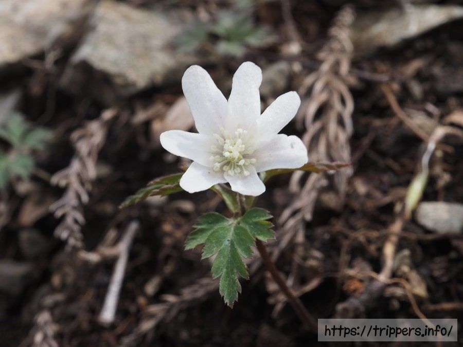 キクザキイチゲ