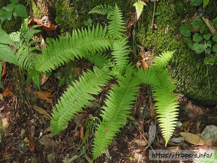 ジュウモンジシダ