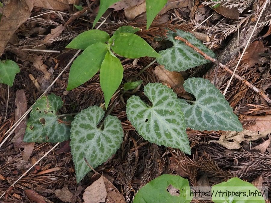 フイリヒナスミレの葉