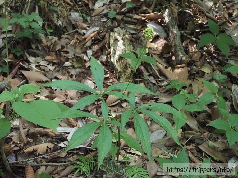 トチバニンジン