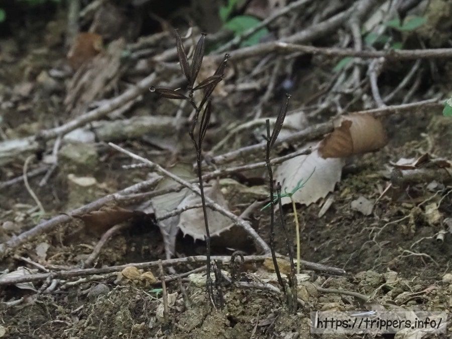 トサノクロムヨウラン