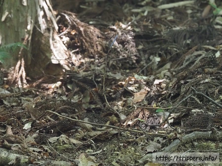 ムラサキムヨウラン