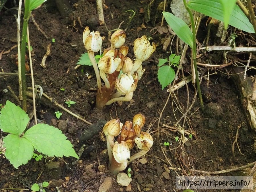 キバナノショウキラン