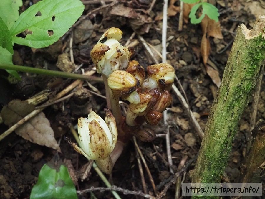 キバナノショウキラン