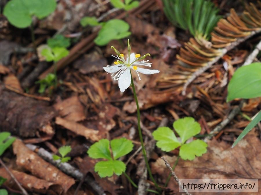 ミツバオウレン