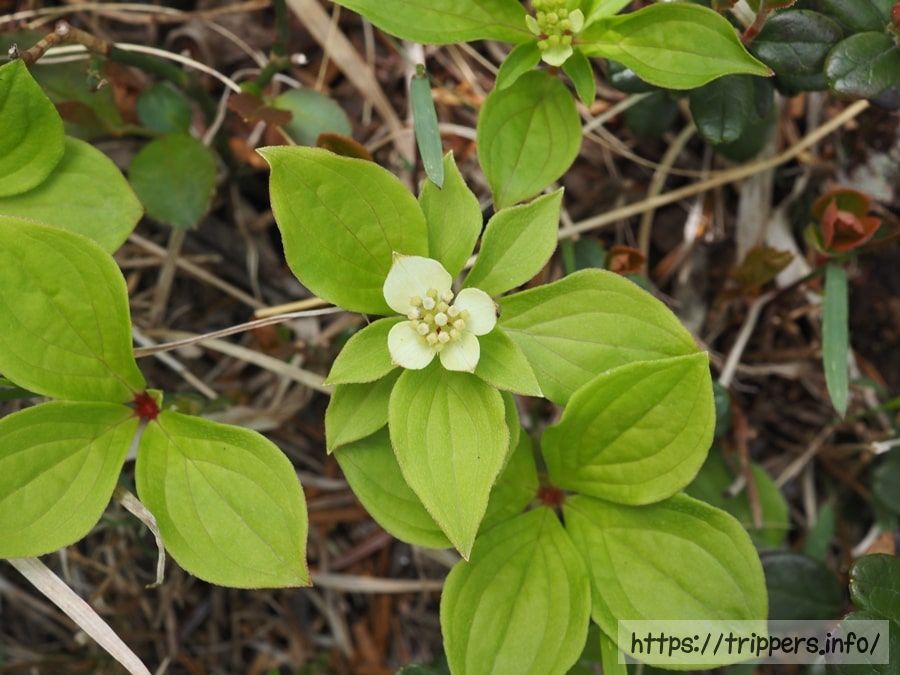 ゴゼンタチバナ