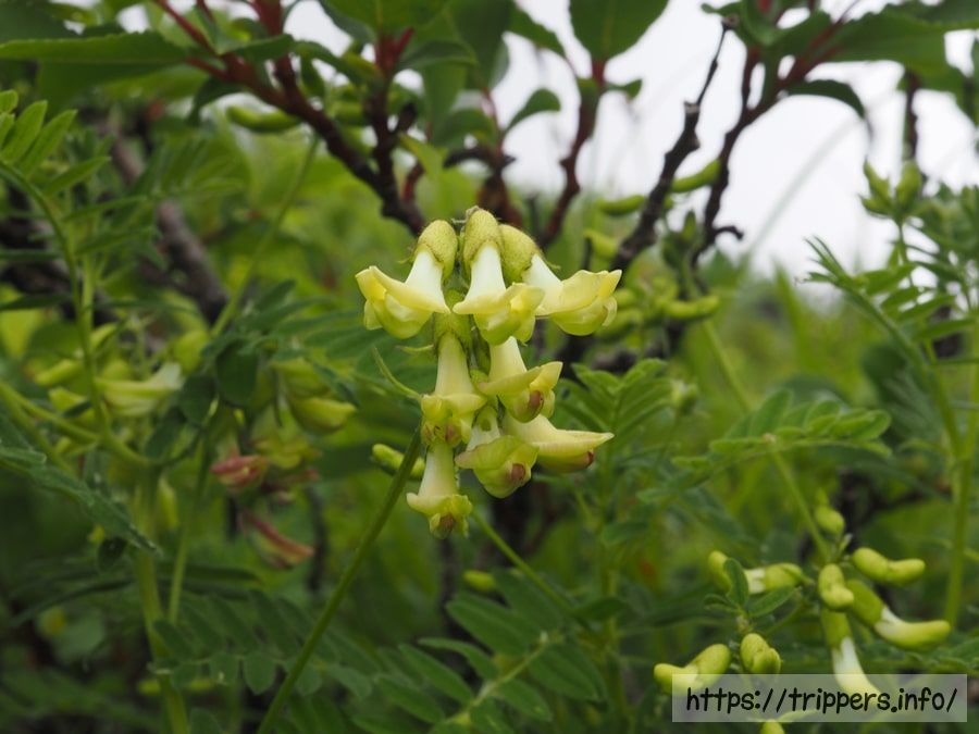 タイツリオウギ