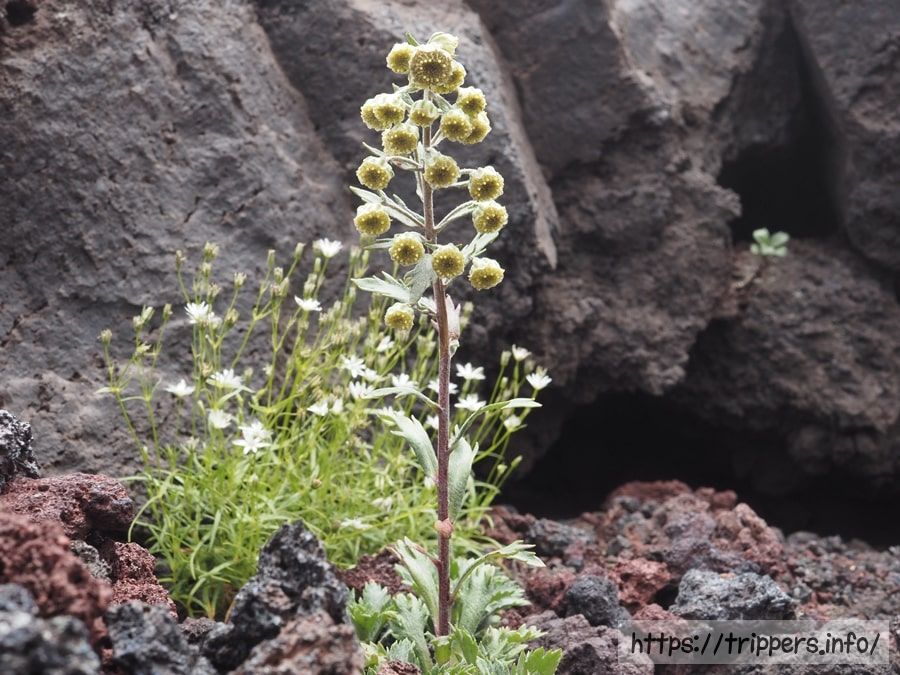 ミヤマオトコヨモギ