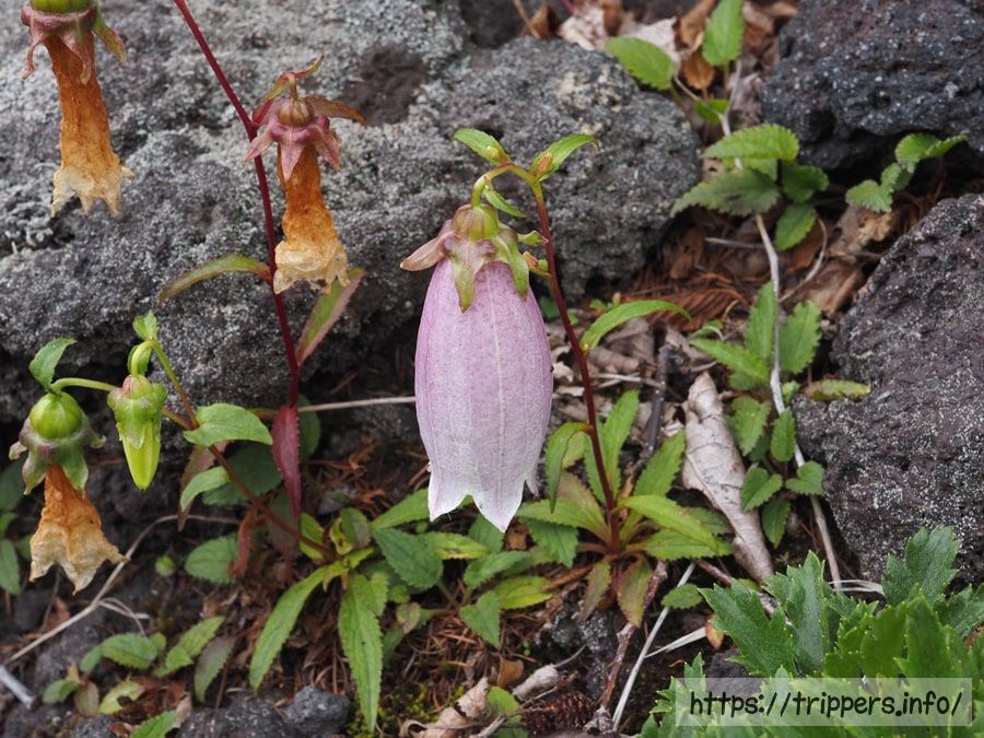 ヤマホタルブクロ