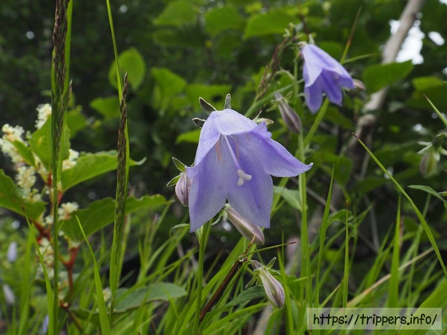 ミヤマシャジン
