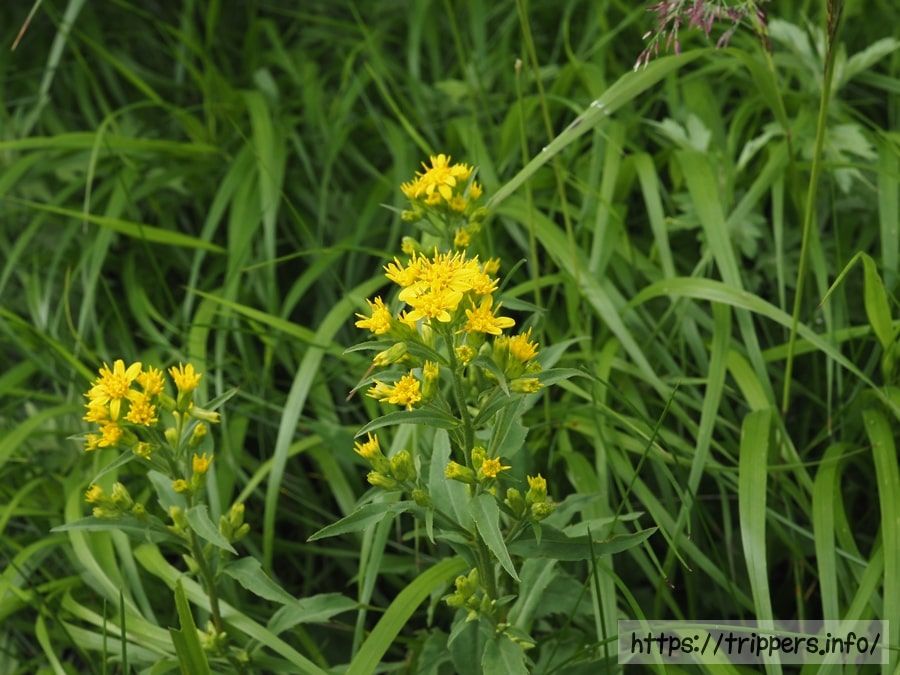 ミヤマアキノキリンソウ
