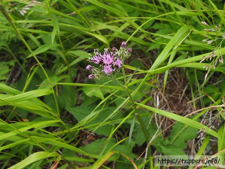 ヤハズヒゴタイ