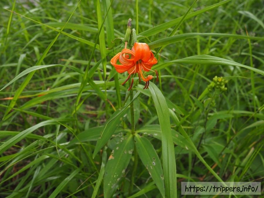 フナシクルマユリ