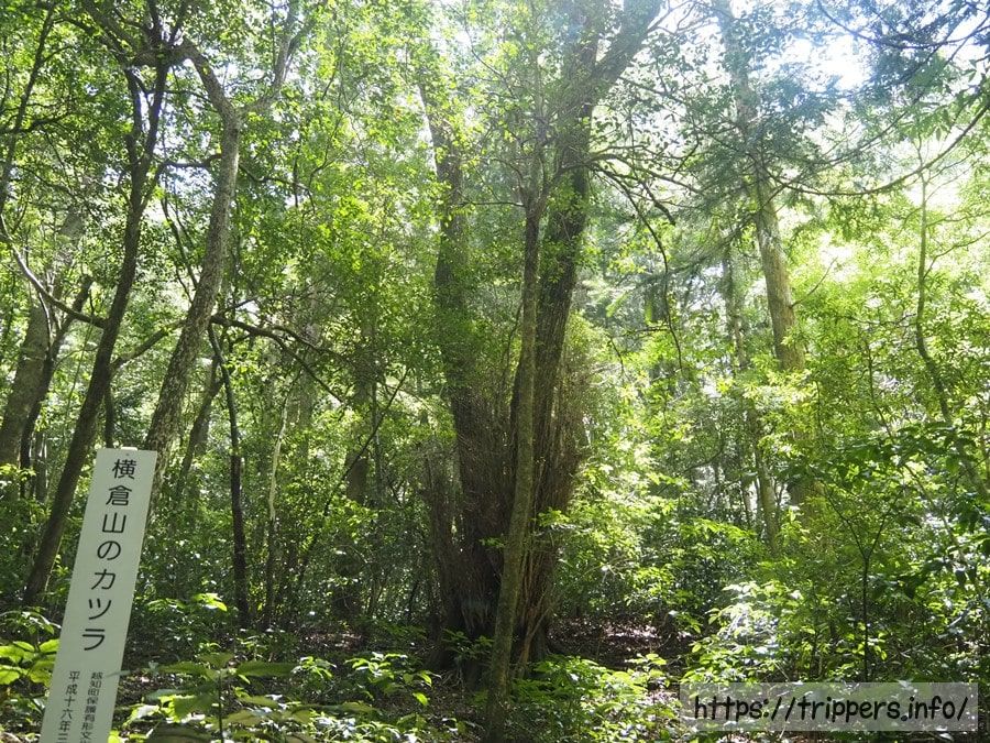横倉山のカツラ