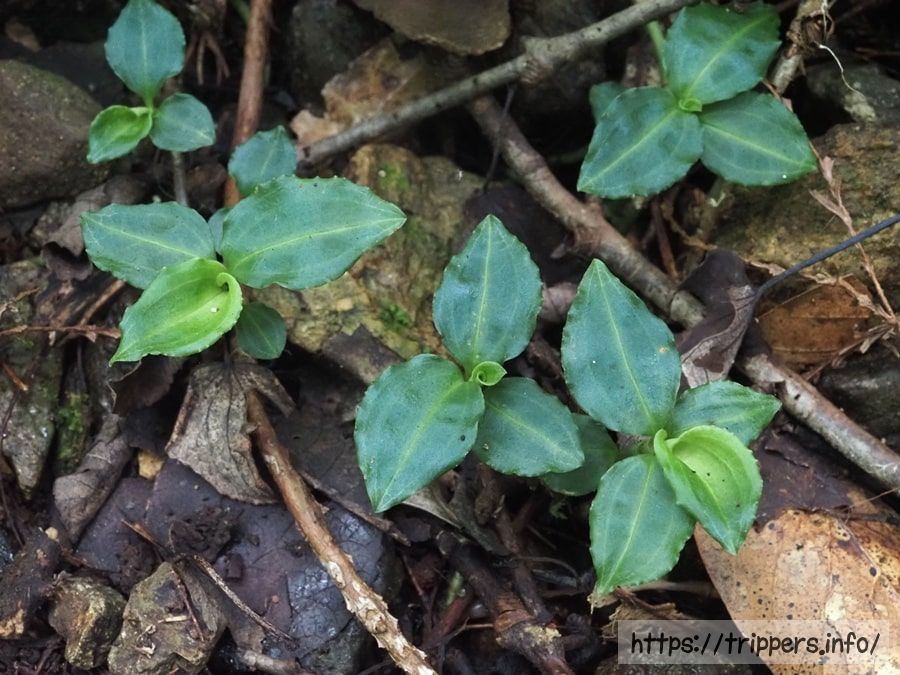 アケボノシュスラン