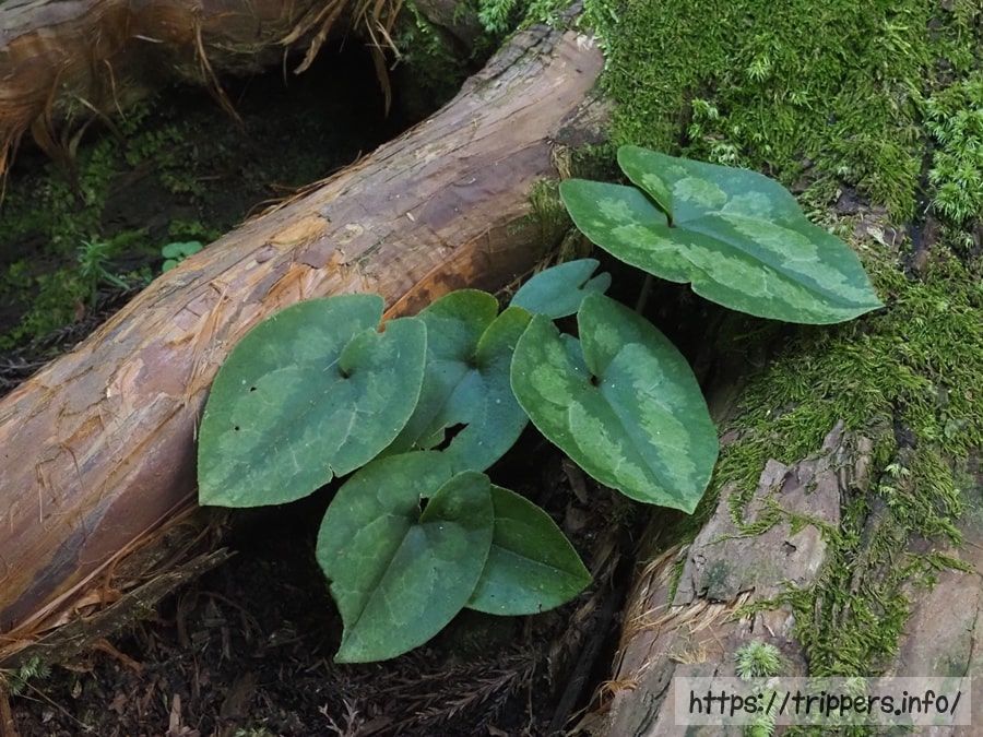 ナンカイアオイ